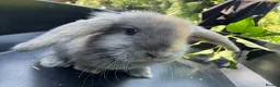 Harlequin rabbits for sale: Gorgeous harlequin mini lops - Advert 10