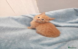 Mixed Breed cats for sale: Beautiful kittes Videos - Advert 5