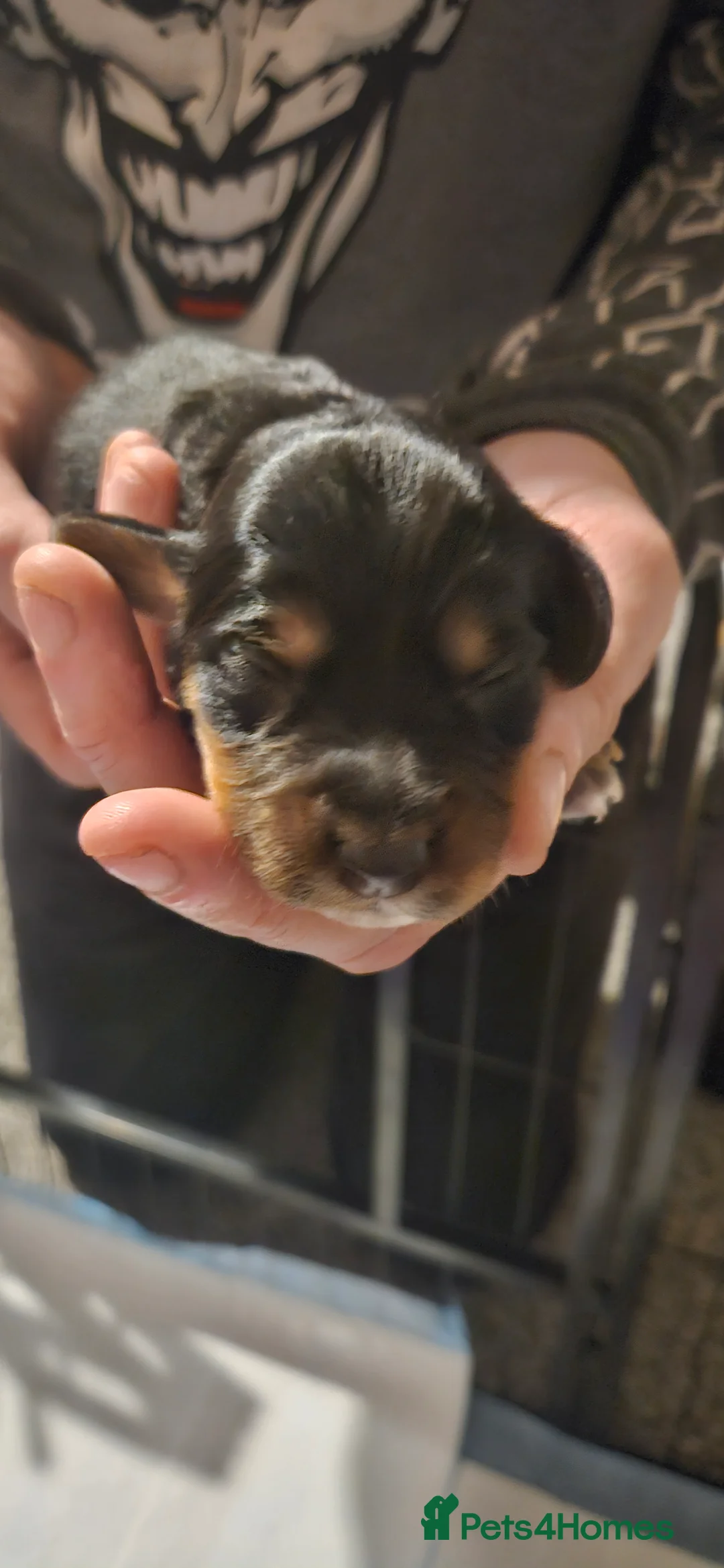 Mixed Breed dogs for sale: Daschund x Cocker Spaniel x Beagle - Advert 6