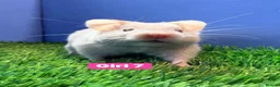 Hamster rodents for sale: Syrian Hamster Babiy Males Females Boy Girl - Advert 12