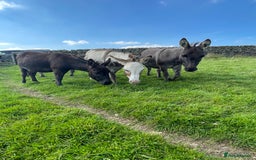 Miniature horses for sale: Miniature Mediterranean Donkey foals - Image 6
