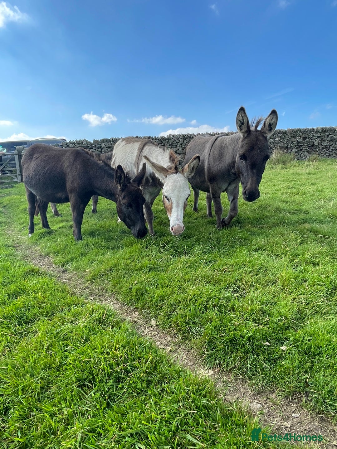 Miniature horses for sale: Miniature Mediterranean Donkey foals - Image 6