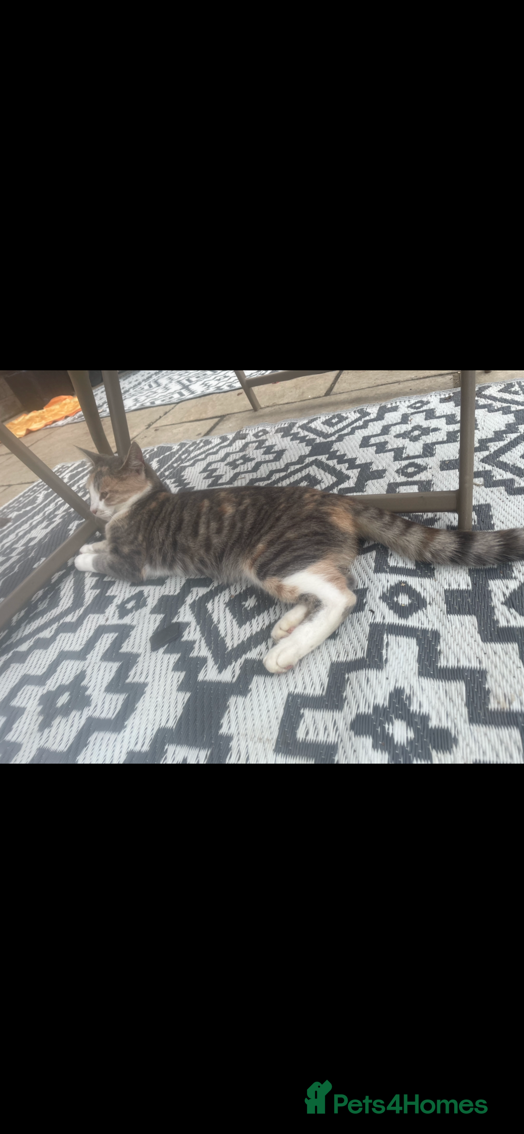 Mixed Breed cats for sale: 3 BOYS AVAILABLE - Advert 8