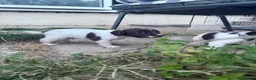 English Springer Spaniel dogs for sale: Parents KC registered FTCH line pups - Advert 11