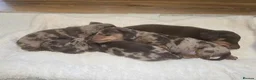 Miniature Dachshund dogs for sale: Miniature Dachshunds - Advert 11