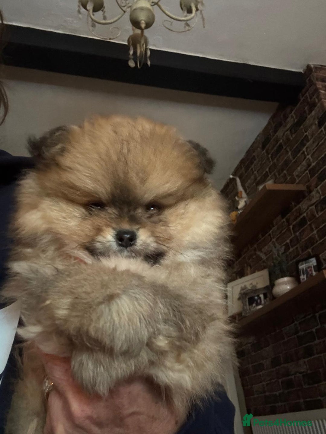 Pomchi dogs for sale: Adorable Pomchi Boy Available Now. - Image 9