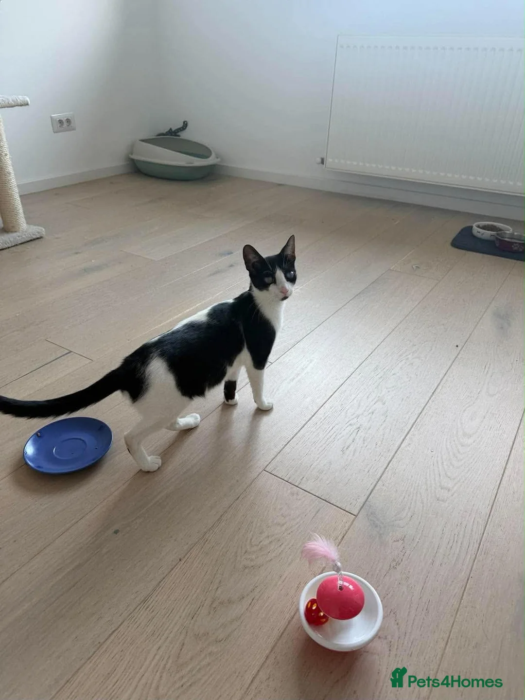 Mixed Breed cats for adoption: Mary - Norwich Norfolk  - Advert 8
