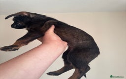 Mixed Breed dogs for sale: 6 Female Puppies  - Image 3