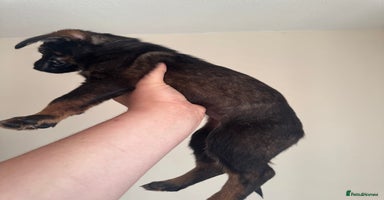 Mixed Breed dogs - Advert 1
