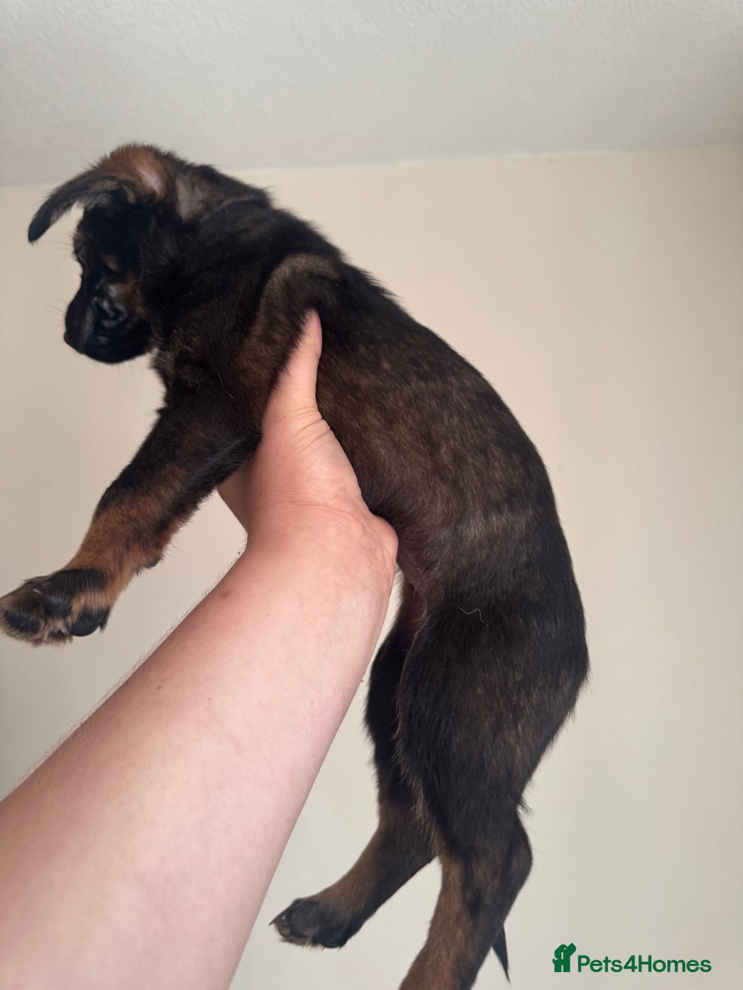 Mixed Breed dogs for sale: 6 Female Puppies  - Image 3