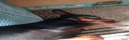 Miniature Pinscher dogs for stud: Kc registered male miniature pinsher stud - Advert 10