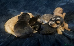 Mixed Breed dogs for sale: Stunning litter of Australian labradoodles  - Image 18