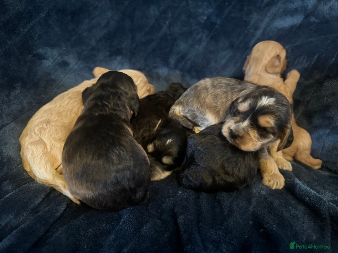 Mixed Breed dogs for sale: Stunning litter of Australian labradoodles  - Image 18
