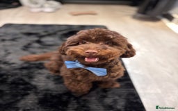 Toy Poodle dogs for sale: Toy poodle puppy  - Image 10