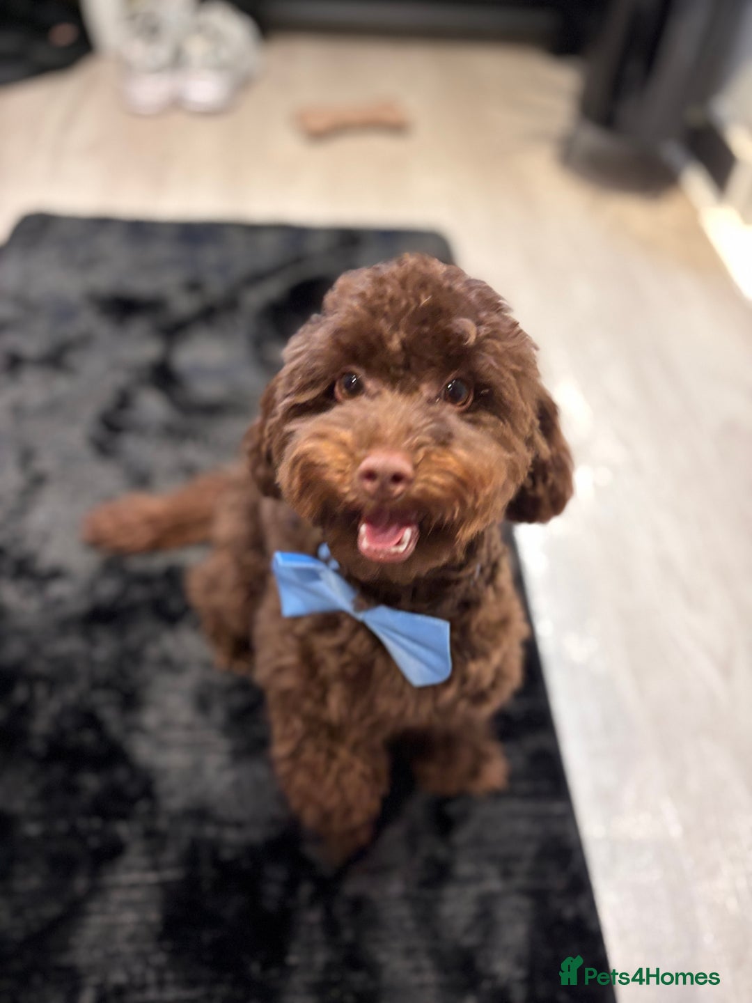 Toy Poodle dogs for sale: Toy poodle puppy  - Image 10