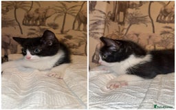 Mixed Breed cats for sale: Mixed breed long haired kittens - Image 3