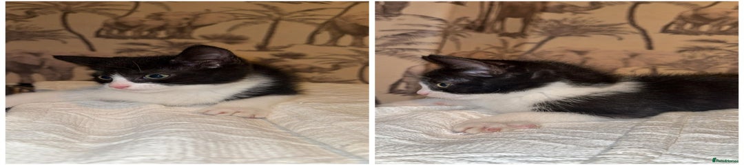 Mixed Breed Kitten 3