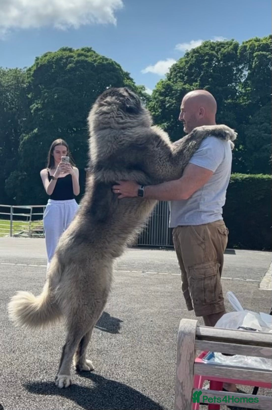 Caucasian Shepherd Dog dogs for sale: Caucasion Shepherd Puppies - Advert 4