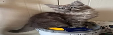 Ragcoon 1