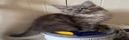 Ragcoon cats for sale: Cuteness Overload Incoming! Adorable Ragcoon Kitts - Advert 9