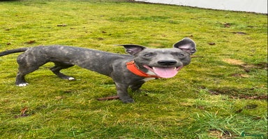 Mixed Breed dogs in Arbroath - Advert 3