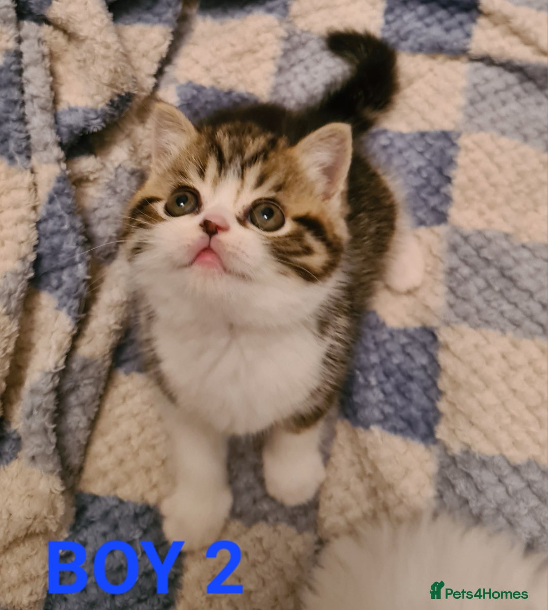 Persian cats for sale: Beautiful Persian X BSH Kittens  - Image 25