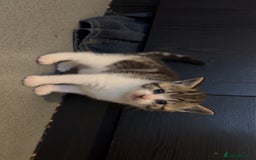 Domestic Shorthair cats for sale: 4 DSH kittens for sale - Image 10