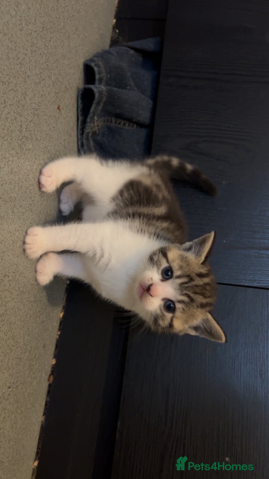 Domestic Shorthair cats for sale: 4 DSH kittens for sale - Image 10
