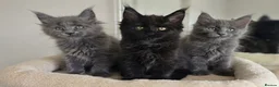Maine Coon cats for sale: Maine coon kittens - Advert 4