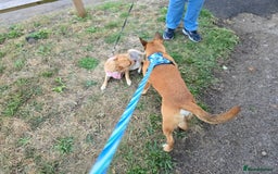 Mixed Breed dogs for sale: Staffie/Frenchie Cross  - Image 4