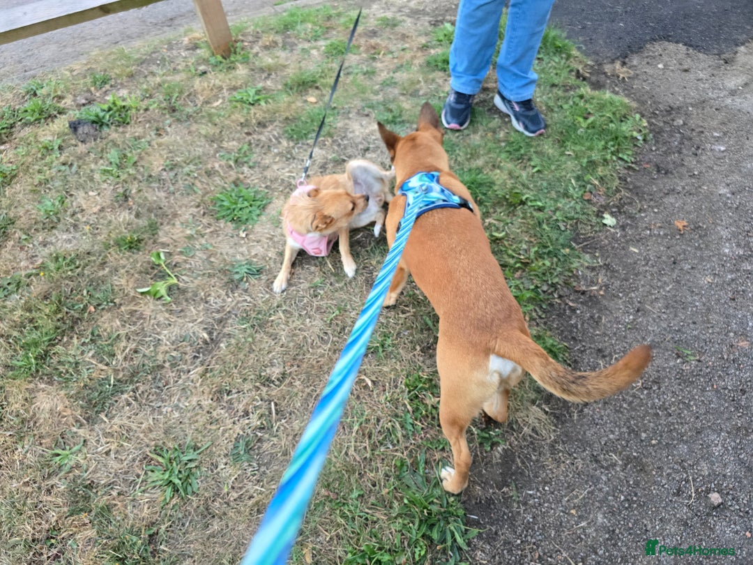 Mixed Breed dogs for sale: Staffie/Frenchie Cross  - Image 4
