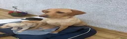 Labrador Retriever dogs for sale: Labrador retriever  - Advert 6