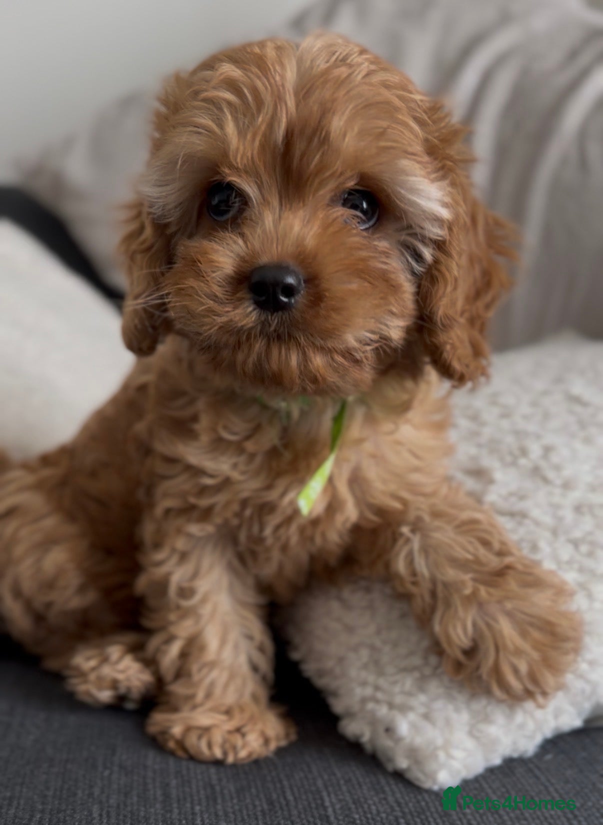 Cavapoo dogs Ready now. F1 Cavapoo Puppies. 1 boy available🐾 - Advert 17
