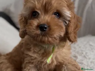 Cavapoo dogs Ready now. F1 Cavapoo Puppies. 1 boy available🐾 - Advert 1
