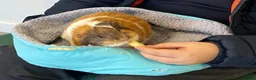 Guinea Pig rodents for sale: 2x Guinea Pig Boars for sale - Advert 2