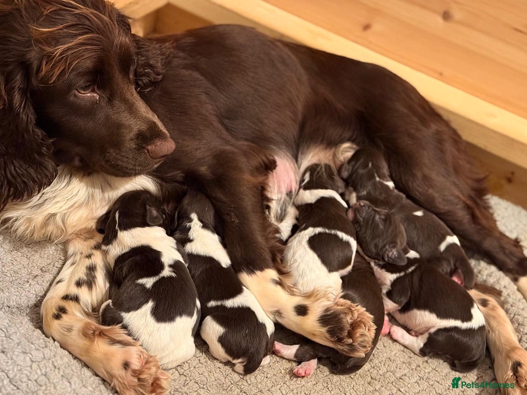 English Springer Spaniel dogs for sale: Traditional Kc Reg English Springer Spaniel Pups.. - Advert 14