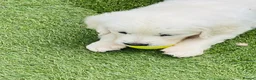 Golden Retriever dogs for sale: ⭐️Ready from 14th July⭐️ - Advert 6