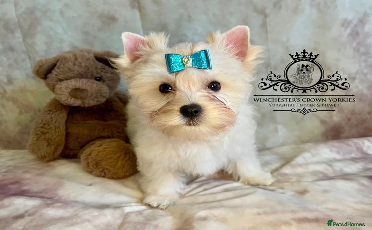 Yorkshire Terrier dogs - Advert 1