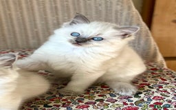 Ragdoll cats for sale:  Beautiful Blue colour point Ragdoll kittens   - Image 5