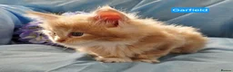 Maine Coon cats for sale: Pure maincoons ready 17/10/26 in Market Drayton - Advert 36