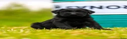 Giant Schnauzer dogs for sale: Working line Giant schnauzer puppies - Advert 16
