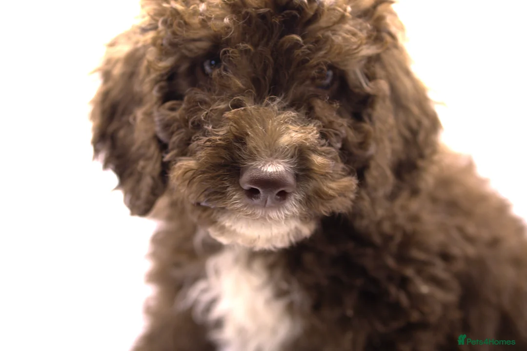 Labradoodle dogs for sale: 🐾🌈 Bred for Potential, Raised for Resilience🐾🌈 - Advert 2