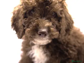 Labradoodle dogs 🐾🌈 Bred for Potential, Raised for Resilience🐾🌈 - Advert 3