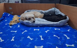 Miniature Poodle dogs for sale: Black female miniature poodle  - Image 1