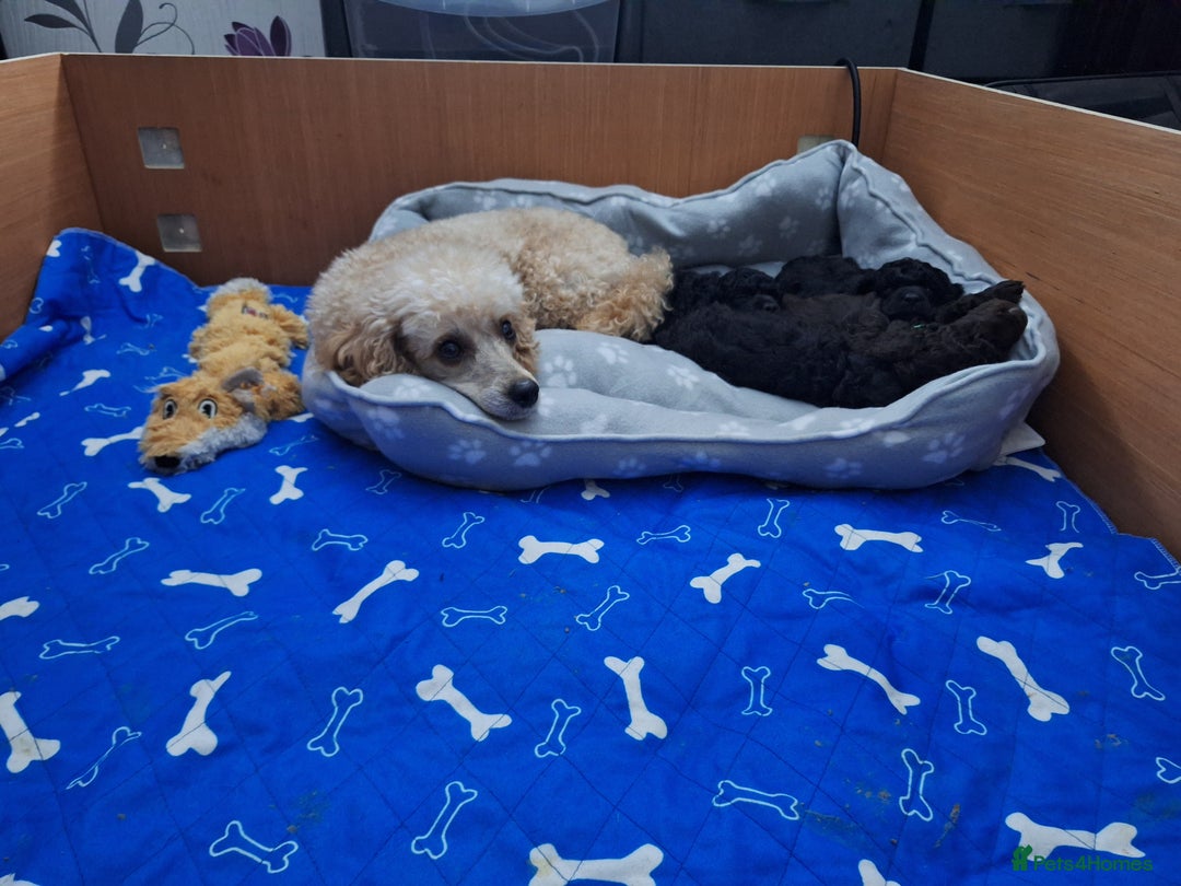 Miniature Poodle dogs for sale: Black female miniature poodle  - Image 1