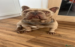 French Bulldog dogs for sale: Male 3yr old French Bulldog - Advert 6