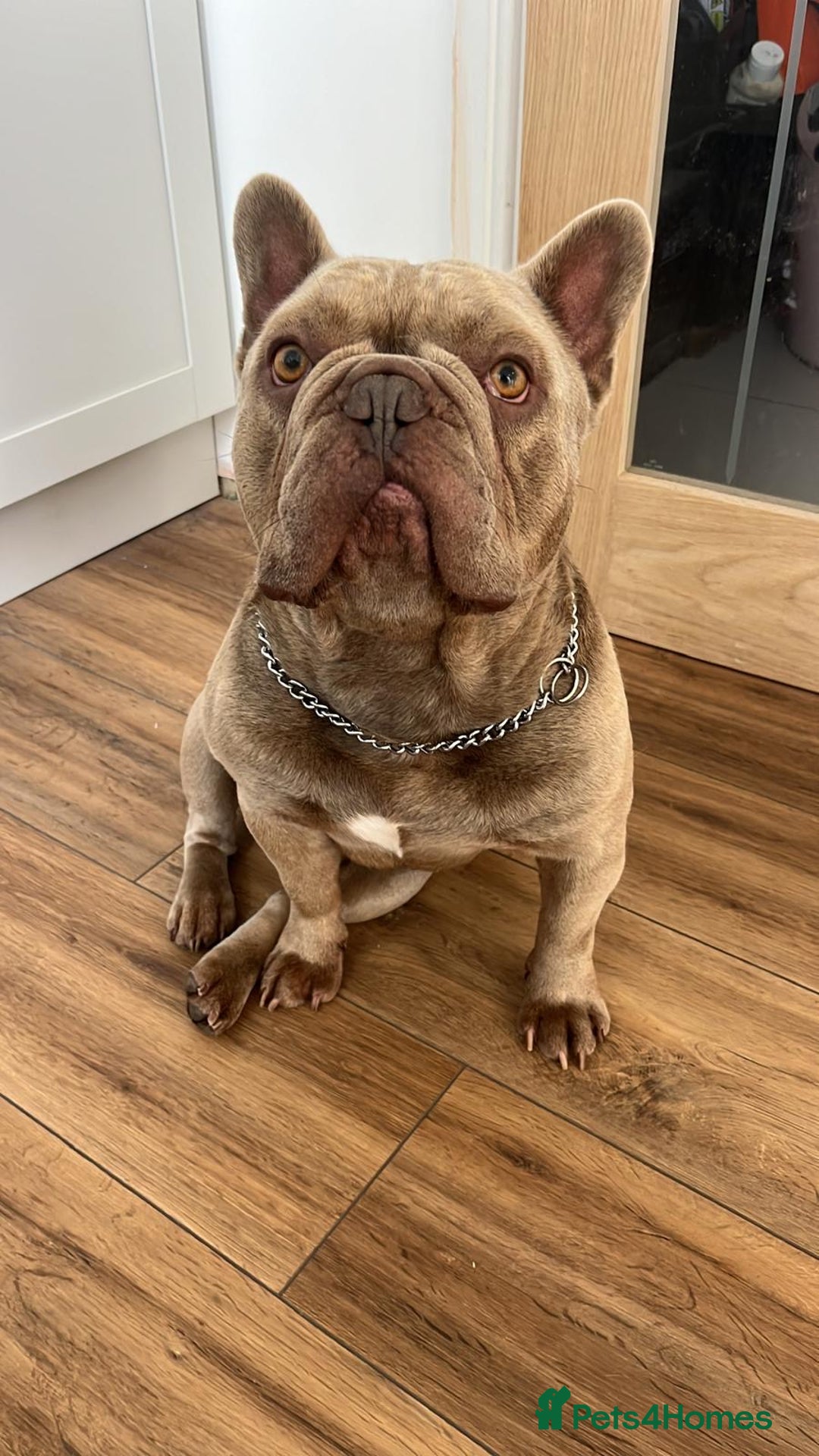 French Bulldog dogs for sale: Male 3yr old French Bulldog - Advert 6