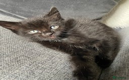 British Longhair cats for sale: Honey’s Kittens!  - Image 25
