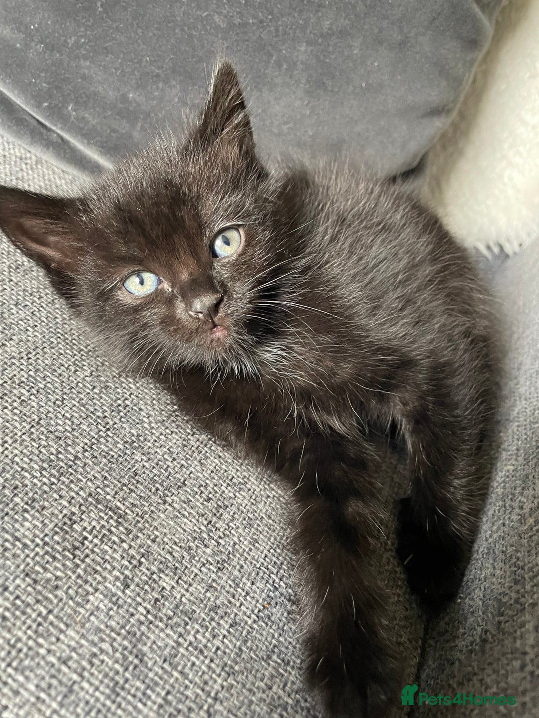 British Longhair cats for sale: Honey’s Kittens!  - Image 25