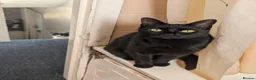 Domestic Shorthair cats for sale: Luna - Super sweet cat looking for a loving home. in Stockport - Advert 2